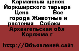 Карманный щенок Йоркширского терьера › Цена ­ 30 000 - Все города Животные и растения » Собаки   . Архангельская обл.,Коряжма г.